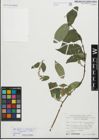 Foto von Salix fragilis L. x Salix pentandra L.
